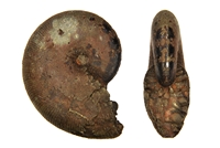 Phylloceras morelianum